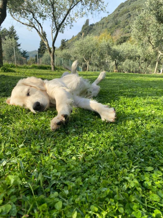 Sotto Il Cielo Di Toscana Appartamenti In Tenuta Only Adults No Pet Камайоре Экстерьер фото