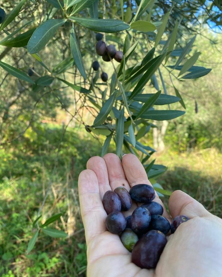 Sotto Il Cielo Di Toscana Appartamenti In Tenuta Only Adults No Pet Камайоре Экстерьер фото